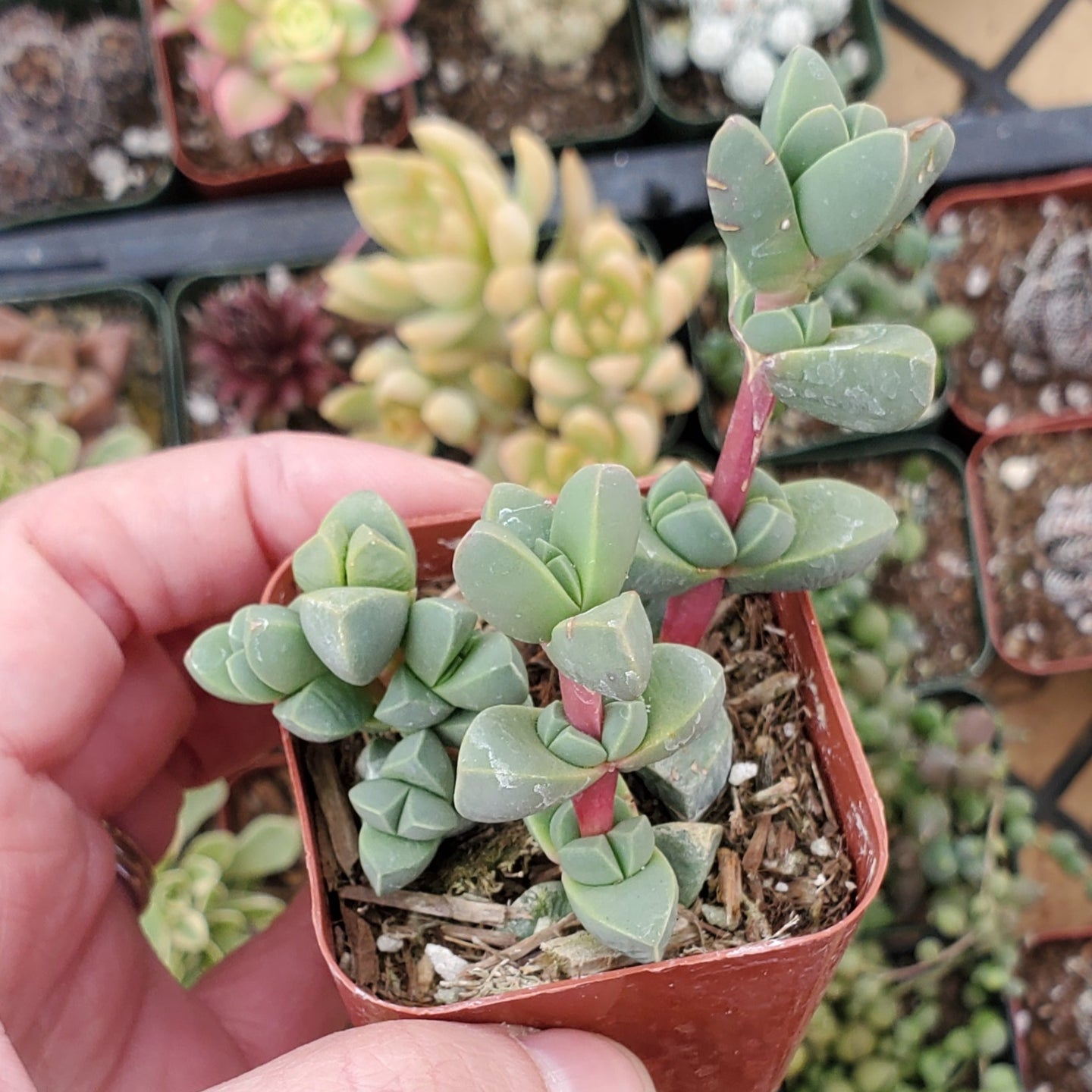 Corpuscularia lehmannii 'Ice Plant'